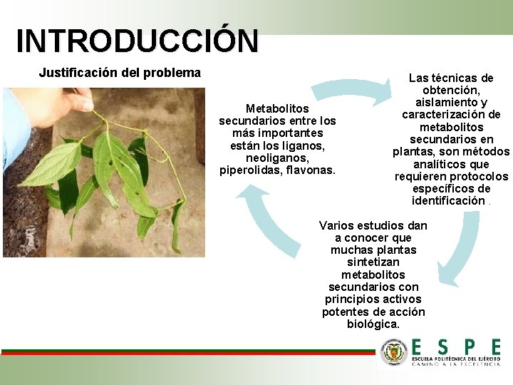 INTRODUCCIÓN Justificación del problema Metabolitos secundarios entre los más importantes están los liganos, neoliganos,