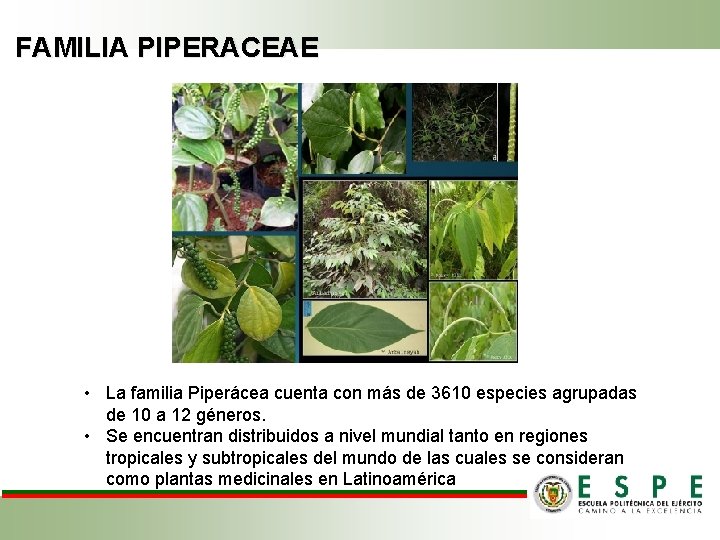 FAMILIA PIPERACEAE • La familia Piperácea cuenta con más de 3610 especies agrupadas de