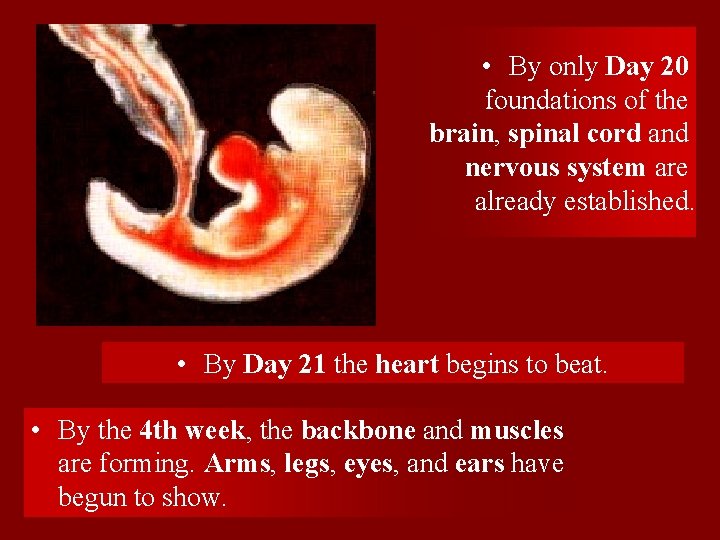  • By only Day 20 foundations of the brain, spinal cord and nervous