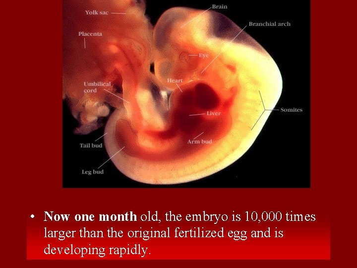  • Now one month old, the embryo is 10, 000 times larger than