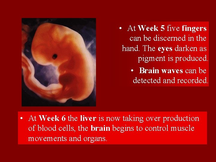  • At Week 5 five fingers can be discerned in the hand. The