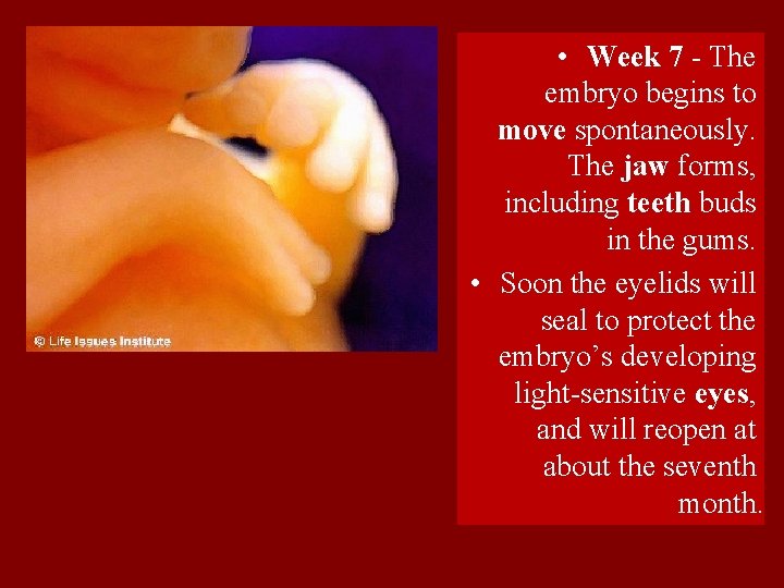  • Week 7 - The embryo begins to move spontaneously. The jaw forms,