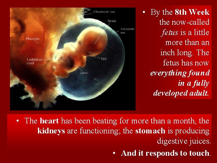  • By the 8 th Week the now-called fetus is a little more