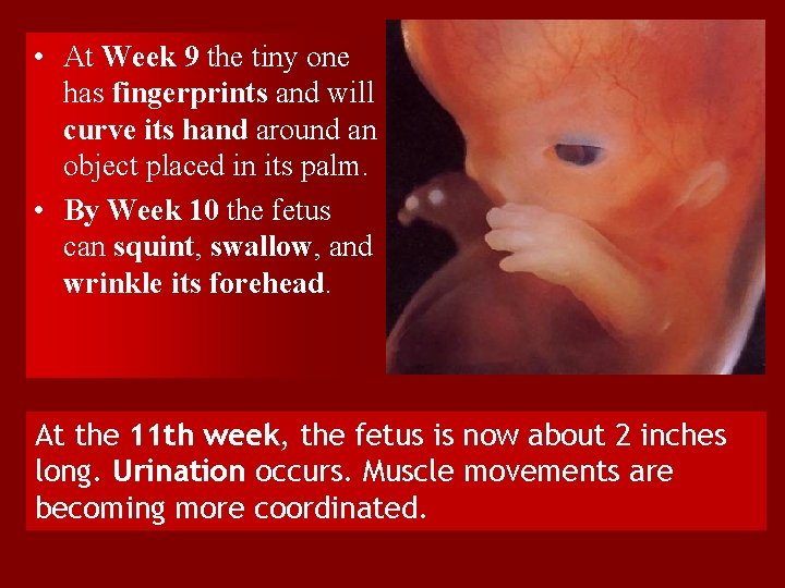  • At Week 9 the tiny one has fingerprints and will curve its