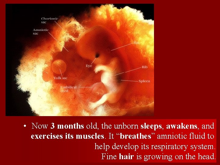 3 m • Now 3 months old, the unborn sleeps, awakens, and exercises its