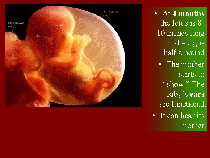 4 m • At 4 months the fetus is 810 inches long and weighs
