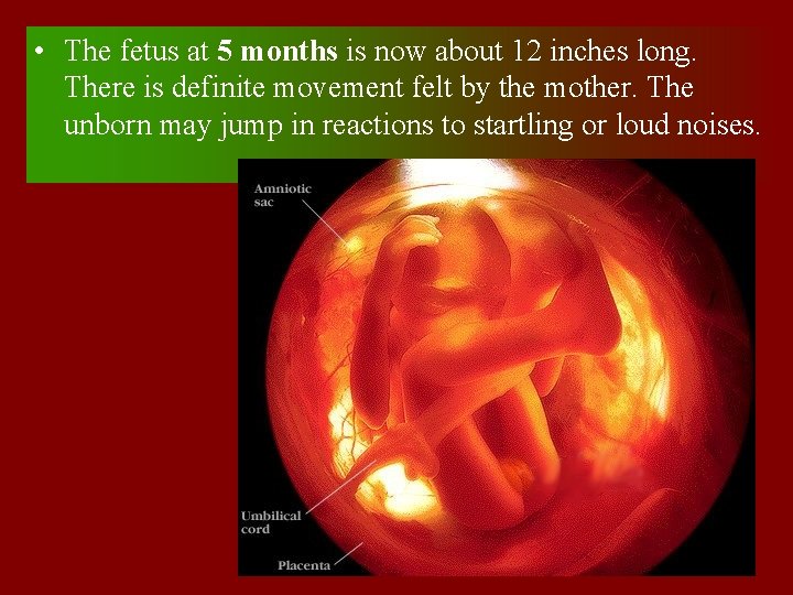  • The fetus at 5 months is now about 12 inches long. There