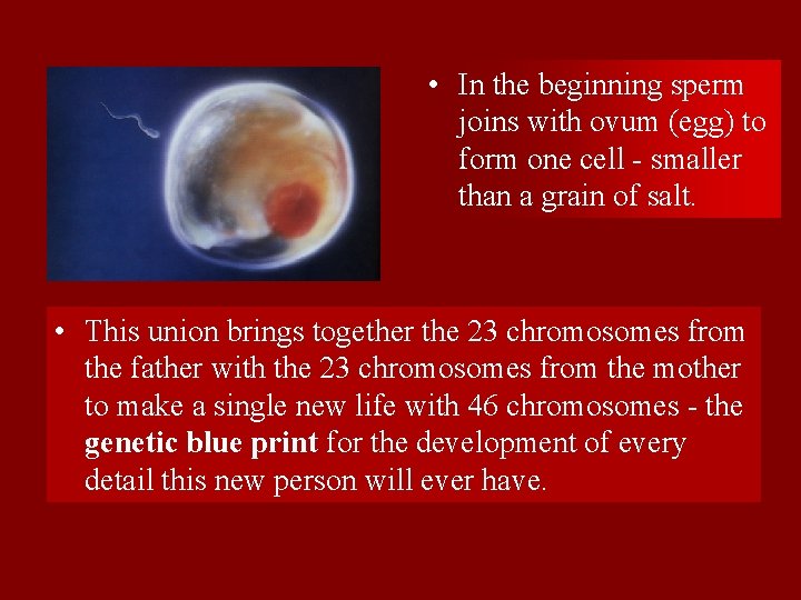  • In the beginning sperm joins with ovum (egg) to form one cell