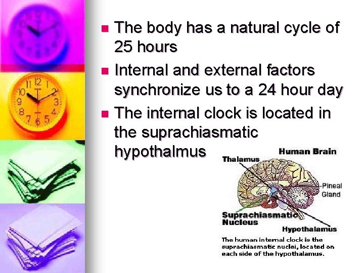 The body has a natural cycle of 25 hours n Internal and external factors The body has a natural cycle of 25 hours n Internal and external factors