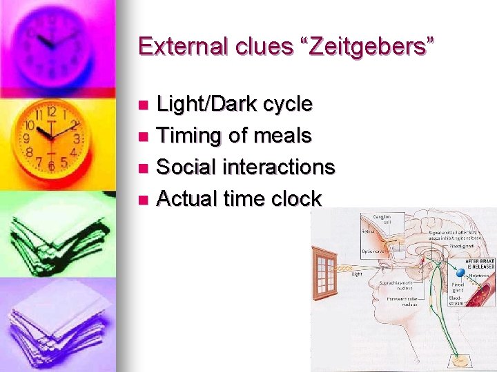 External clues “Zeitgebers” Light/Dark cycle n Timing of meals n Social interactions n Actual External clues “Zeitgebers” Light/Dark cycle n Timing of meals n Social interactions n Actual