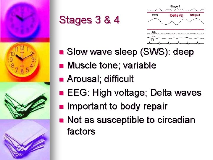 Stages 3 & 4 Slow wave sleep (SWS): deep n Muscle tone; variable n Stages 3 & 4 Slow wave sleep (SWS): deep n Muscle tone; variable n