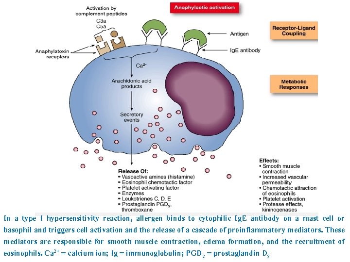 In a type I hypersensitivity reaction, allergen binds to cytophilic Ig. E antibody on