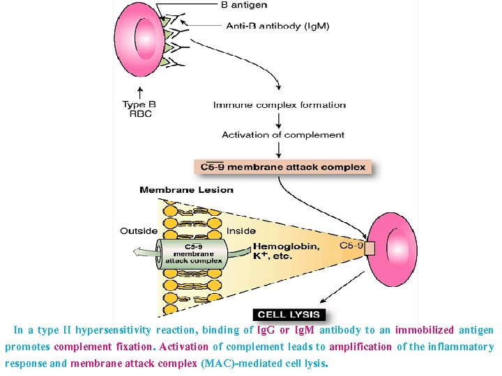In a type II hypersensitivity reaction, binding of Ig. G or Ig. M antibody