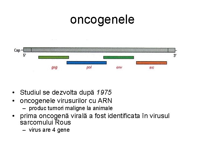 oncogenele • Studiul se dezvolta după 1975 • oncogenele virusurilor cu ARN – produc oncogenele • Studiul se dezvolta după 1975 • oncogenele virusurilor cu ARN – produc