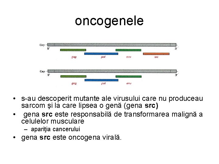 oncogenele • s-au descoperit mutante ale virusului care nu produceau sarcom şi la care oncogenele • s-au descoperit mutante ale virusului care nu produceau sarcom şi la care