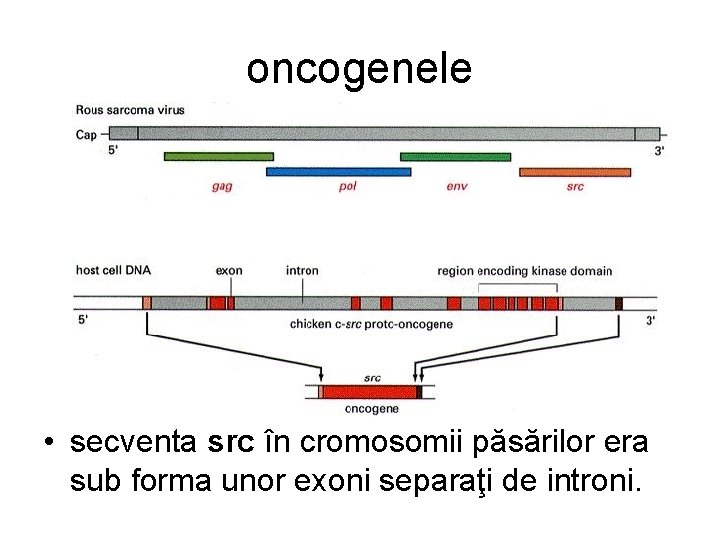 oncogenele • secventa src în cromosomii păsărilor era sub forma unor exoni separaţi de oncogenele • secventa src în cromosomii păsărilor era sub forma unor exoni separaţi de