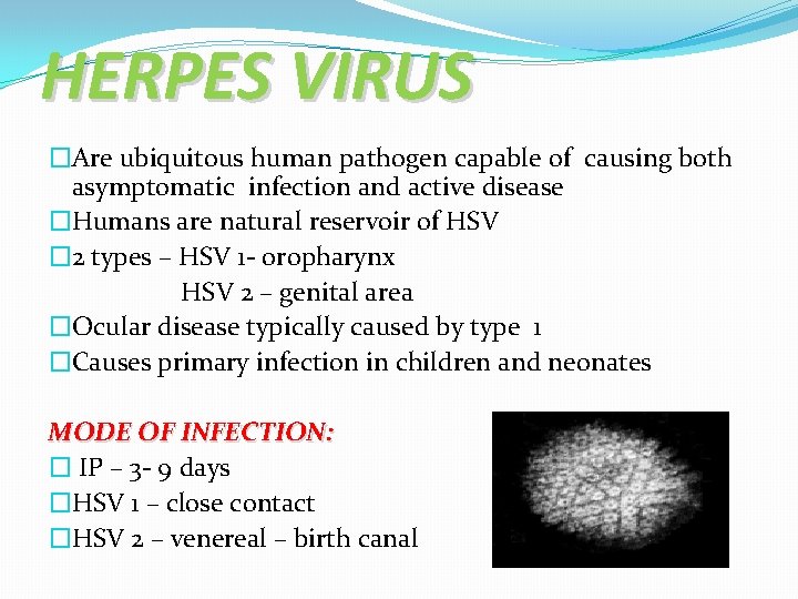 HERPES VIRUS �Are ubiquitous human pathogen capable of causing both asymptomatic infection and active