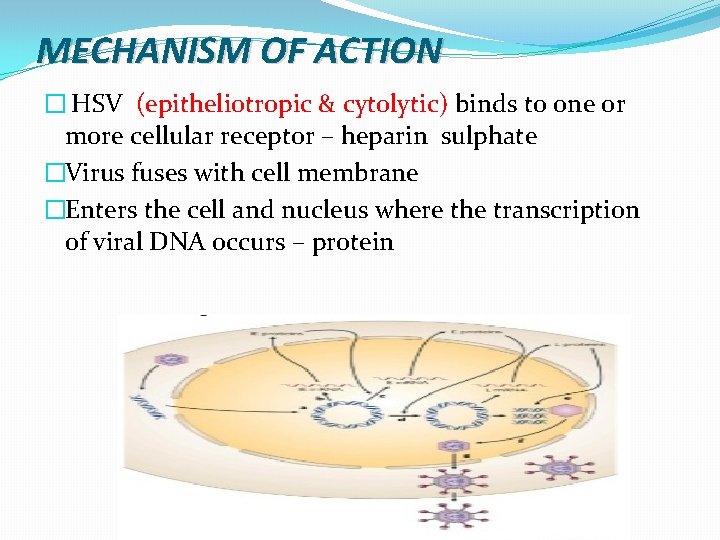 MECHANISM OF ACTION � HSV (epitheliotropic & cytolytic) binds to one or more cellular