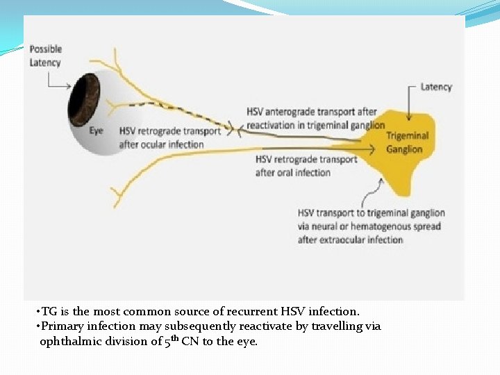 • TG is the most common source of recurrent HSV infection. • Primary • TG is the most common source of recurrent HSV infection. • Primary