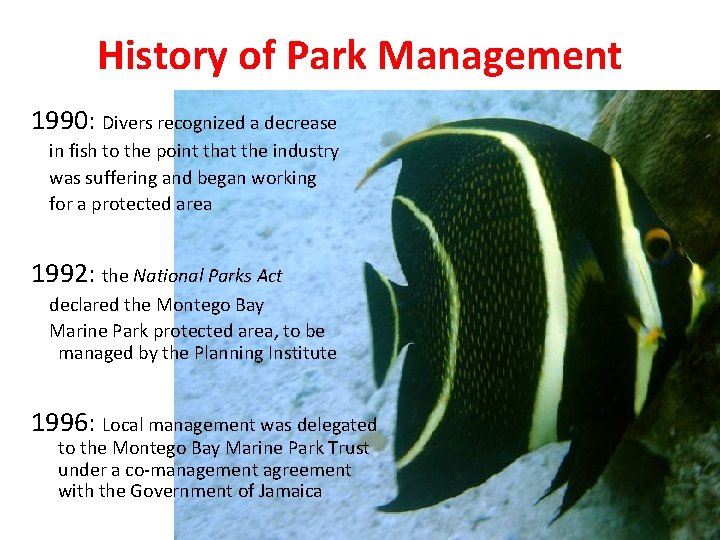 History of Park Management 1990: Divers recognized a decrease in fish to the point