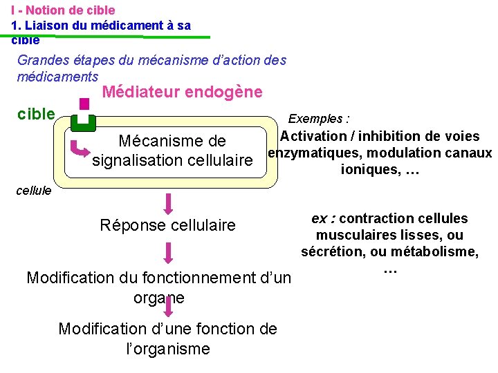I - Notion de cible 1. Liaison du médicament à sa cible Grandes étapes I - Notion de cible 1. Liaison du médicament à sa cible Grandes étapes