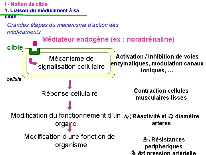 I - Notion de cible 1. Liaison du médicament à sa cible Grandes étapes I - Notion de cible 1. Liaison du médicament à sa cible Grandes étapes