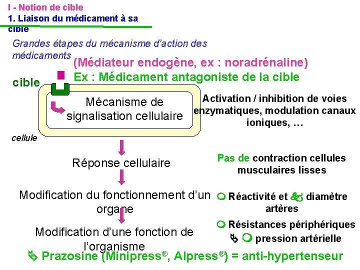 I - Notion de cible 1. Liaison du médicament à sa cible Grandes étapes I - Notion de cible 1. Liaison du médicament à sa cible Grandes étapes
