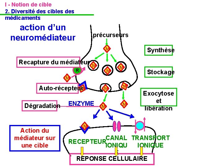 I - Notion de cible 2. Diversité des cibles des médicaments action d’un neuromédiateur I - Notion de cible 2. Diversité des cibles des médicaments action d’un neuromédiateur