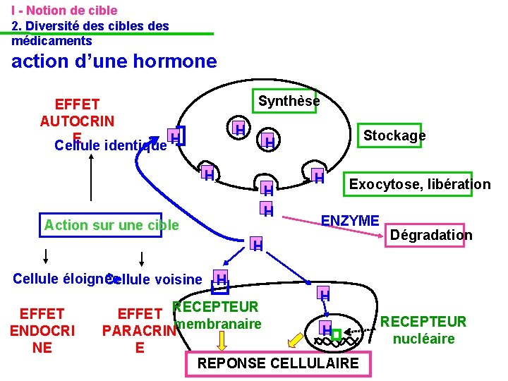 I - Notion de cible 2. Diversité des cibles des médicaments action d’une hormone I - Notion de cible 2. Diversité des cibles des médicaments action d’une hormone