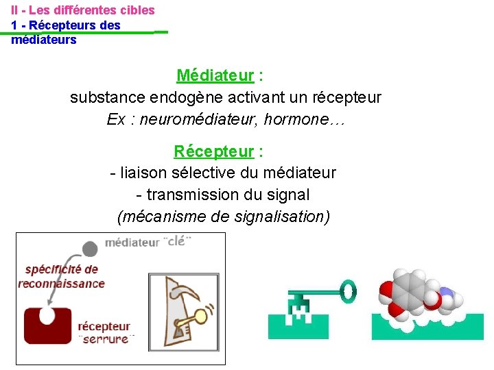 II - Les différentes cibles 1 - Récepteurs des médiateurs Médiateur : substance endogène II - Les différentes cibles 1 - Récepteurs des médiateurs Médiateur : substance endogène