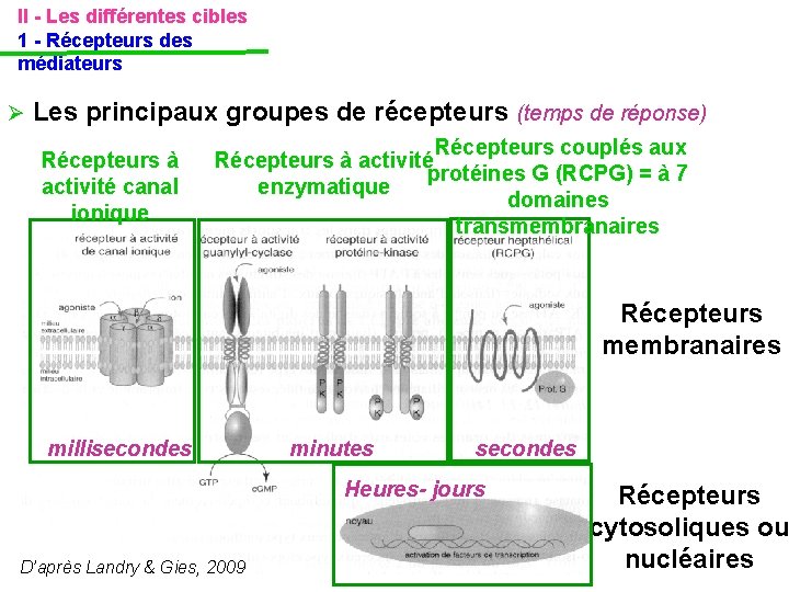 II - Les différentes cibles 1 - Récepteurs des médiateurs Les principaux groupes de II - Les différentes cibles 1 - Récepteurs des médiateurs Les principaux groupes de