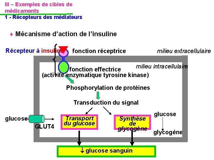 III – Exemples de cibles de médicaments 1 - Récepteurs des médiateurs Mécanisme d’action III – Exemples de cibles de médicaments 1 - Récepteurs des médiateurs Mécanisme d’action
