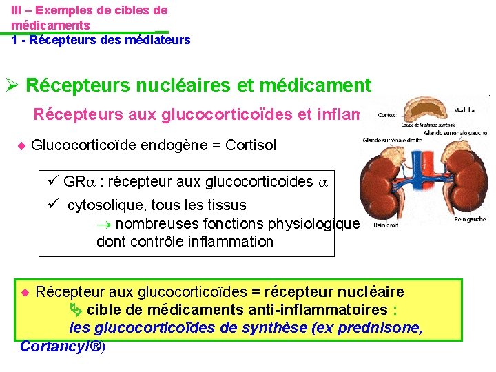 III – Exemples de cibles de médicaments 1 - Récepteurs des médiateurs Récepteurs nucléaires III – Exemples de cibles de médicaments 1 - Récepteurs des médiateurs Récepteurs nucléaires
