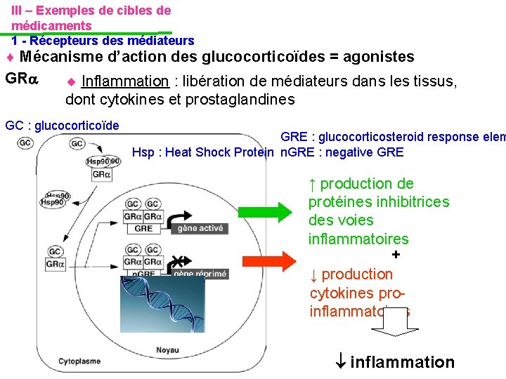 III – Exemples de cibles de médicaments 1 - Récepteurs des médiateurs Mécanisme d’action III – Exemples de cibles de médicaments 1 - Récepteurs des médiateurs Mécanisme d’action