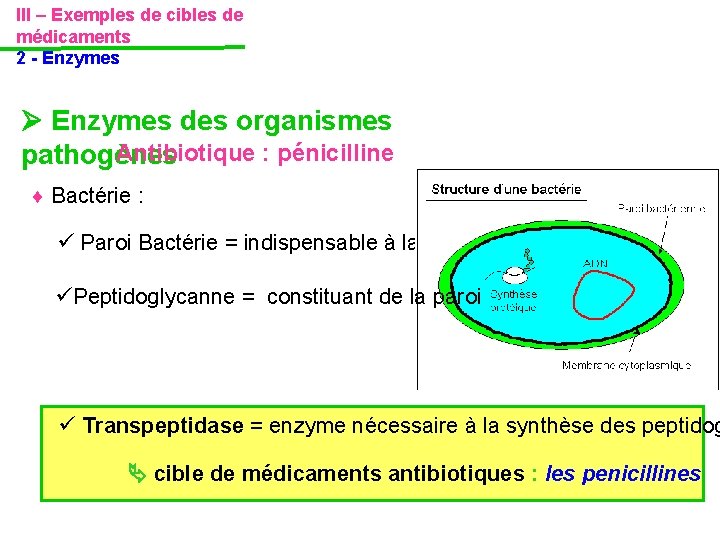 III – Exemples de cibles de médicaments 2 - Enzymes des organismes Antibiotique : III – Exemples de cibles de médicaments 2 - Enzymes des organismes Antibiotique :