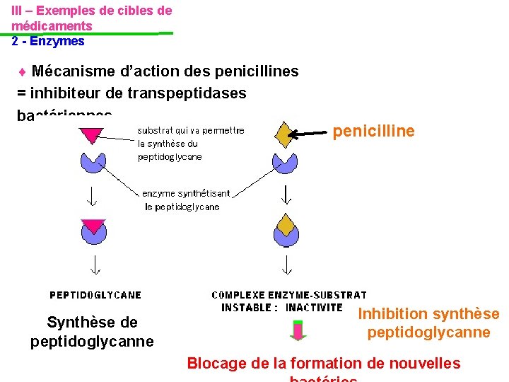 III – Exemples de cibles de médicaments 2 - Enzymes Mécanisme d’action des penicillines III – Exemples de cibles de médicaments 2 - Enzymes Mécanisme d’action des penicillines