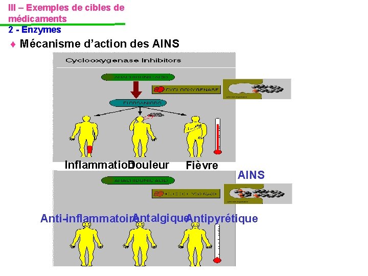 III – Exemples de cibles de médicaments 2 - Enzymes Mécanisme d’action des AINS III – Exemples de cibles de médicaments 2 - Enzymes Mécanisme d’action des AINS