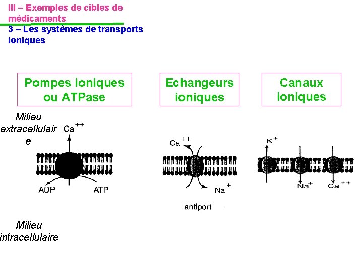 III – Exemples de cibles de médicaments 3 – Les systèmes de transports ioniques III – Exemples de cibles de médicaments 3 – Les systèmes de transports ioniques