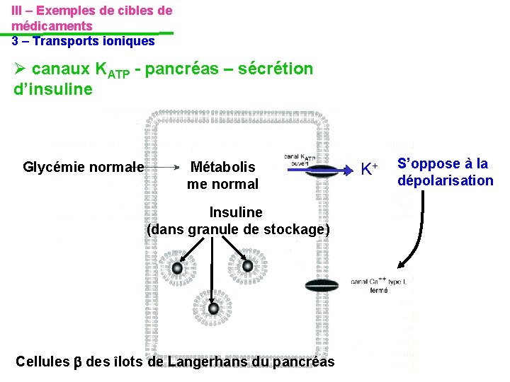 III – Exemples de cibles de médicaments 3 – Transports ioniques canaux KATP - III – Exemples de cibles de médicaments 3 – Transports ioniques canaux KATP -
