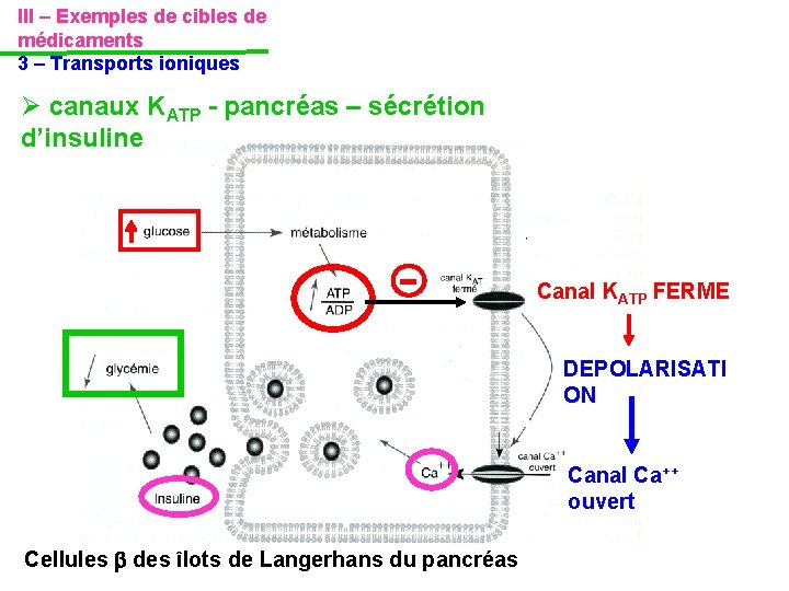 III – Exemples de cibles de médicaments 3 – Transports ioniques canaux KATP - III – Exemples de cibles de médicaments 3 – Transports ioniques canaux KATP -