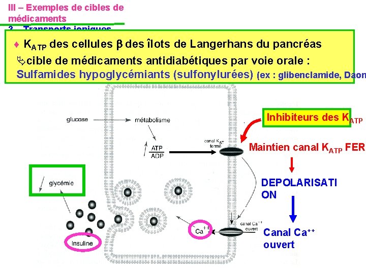 III – Exemples de cibles de médicaments 3 – Transports ioniques KATP des cellules III – Exemples de cibles de médicaments 3 – Transports ioniques KATP des cellules