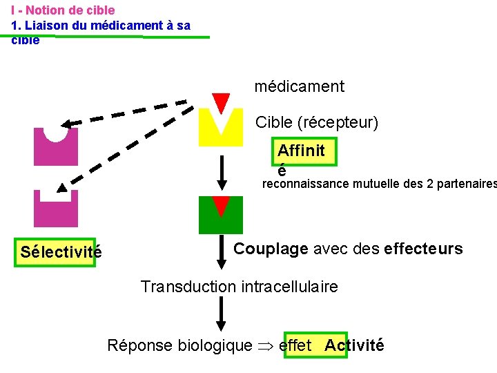 I - Notion de cible 1. Liaison du médicament à sa cible médicament Cible I - Notion de cible 1. Liaison du médicament à sa cible médicament Cible