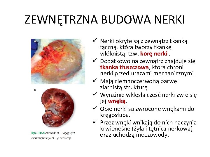 ZEWNĘTRZNA BUDOWA NERKI ü Nerki okryte są z zewnątrz tkanką łączną, która tworzy tkankę