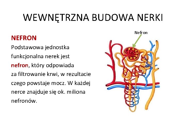 WEWNĘTRZNA BUDOWA NERKI NEFRON Podstawowa jednostka funkcjonalna nerek jest nefron, który odpowiada za filtrowanie