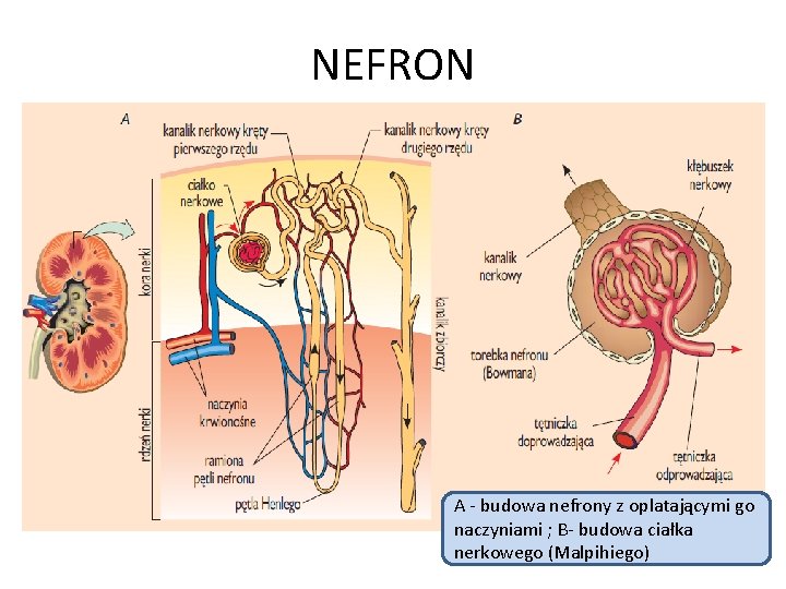 NEFRON A - budowa nefrony z oplatającymi go naczyniami ; B- budowa ciałka nerkowego