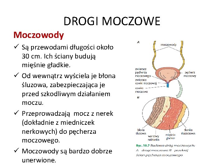 DROGI MOCZOWE Moczowody ü Są przewodami długości około 30 cm. Ich ściany budują mięśnie
