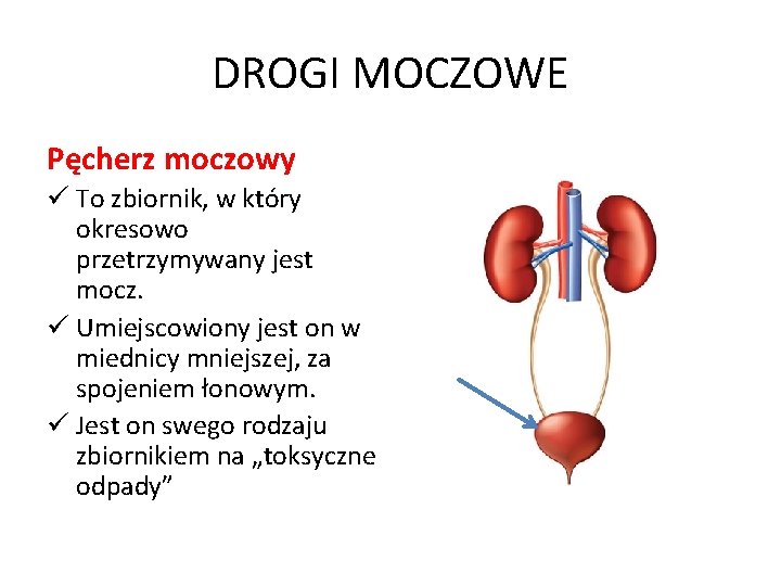 DROGI MOCZOWE Pęcherz moczowy ü To zbiornik, w który okresowo przetrzymywany jest mocz. ü
