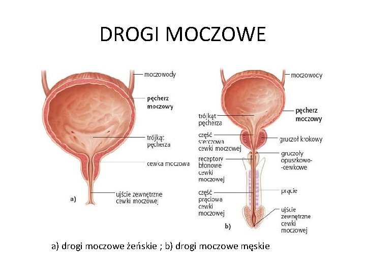 DROGI MOCZOWE a) drogi moczowe żeńskie ; b) drogi moczowe męskie 