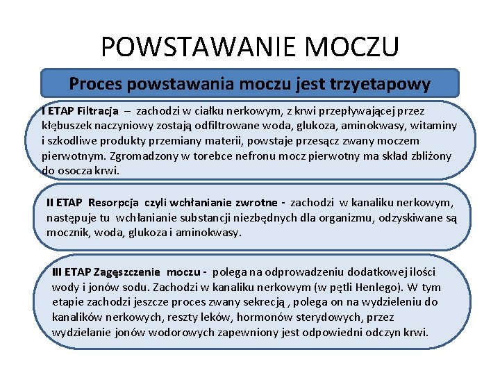 POWSTAWANIE MOCZU Proces powstawania moczu jest trzyetapowy I ETAP Filtracja – zachodzi w ciałku