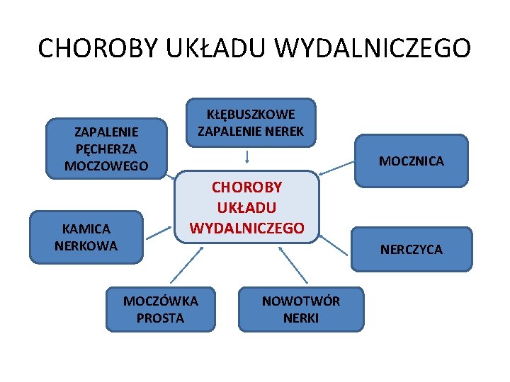 CHOROBY UKŁADU WYDALNICZEGO ZAPALENIE PĘCHERZA MOCZOWEGO KAMICA NERKOWA KŁĘBUSZKOWE ZAPALENIE NEREK MOCZNICA CHOROBY UKŁADU